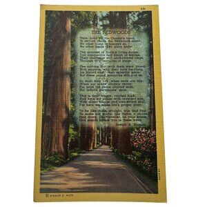 Vintage 1930s Stanley A. Piltz The Redwoods Pictorial Wonderland Postcard